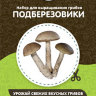 Домашняя грибница "Опята" в Новосибирске